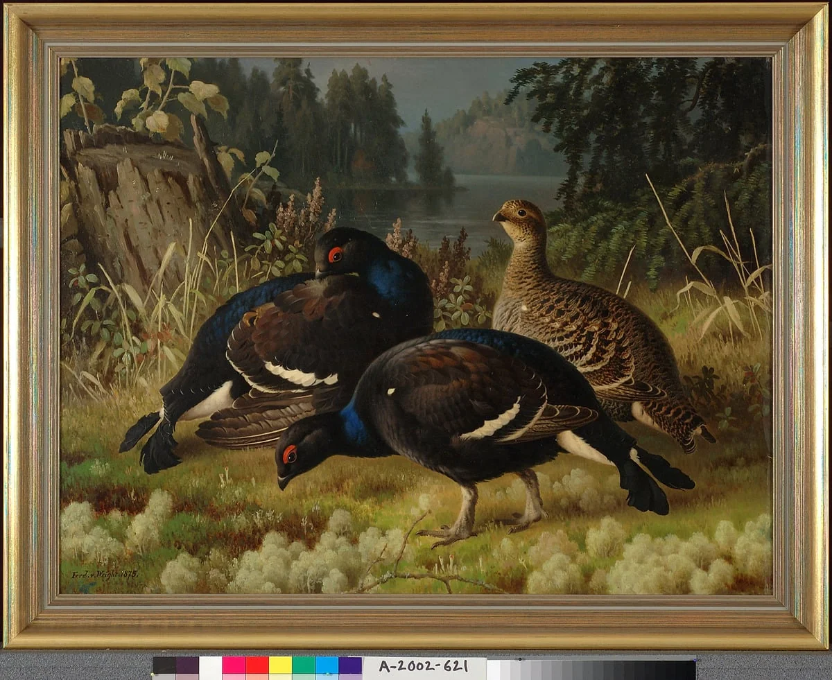 Teeriä, kaksi koirasta ja naaras, by Ferdinand von Wright, unspecified