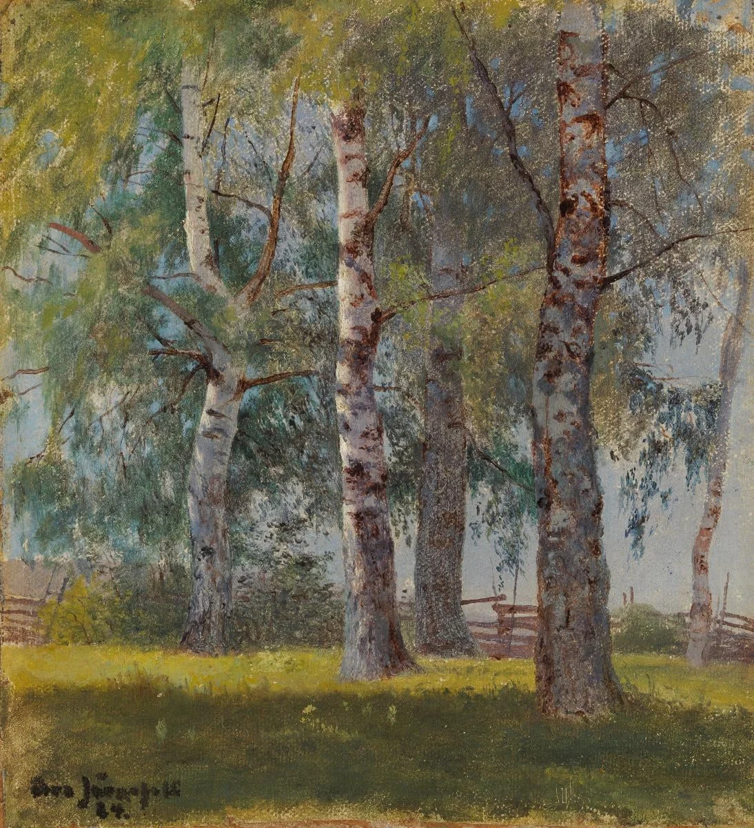 Koivuja