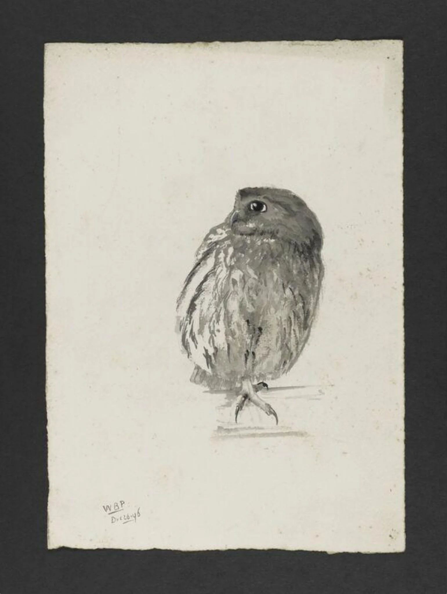 Portrait of a tame owl