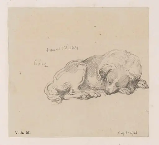 A sleeping dog