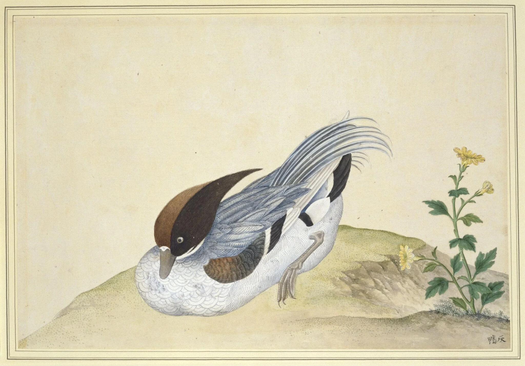 Tufted Duck, by Unknown, paint, 1800