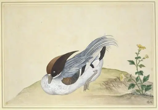 Tufted Duck