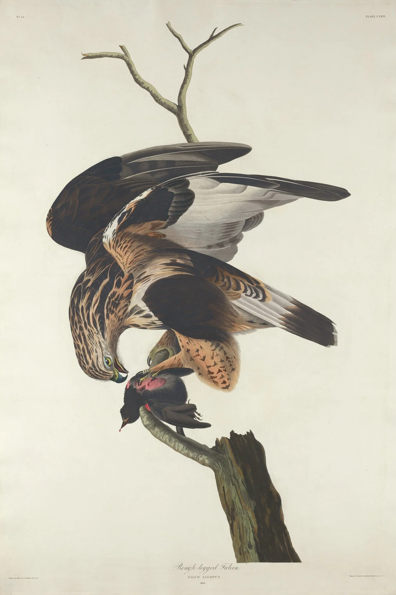Rough-legged Falcon, by Robert Havell Jr., ink, 1833