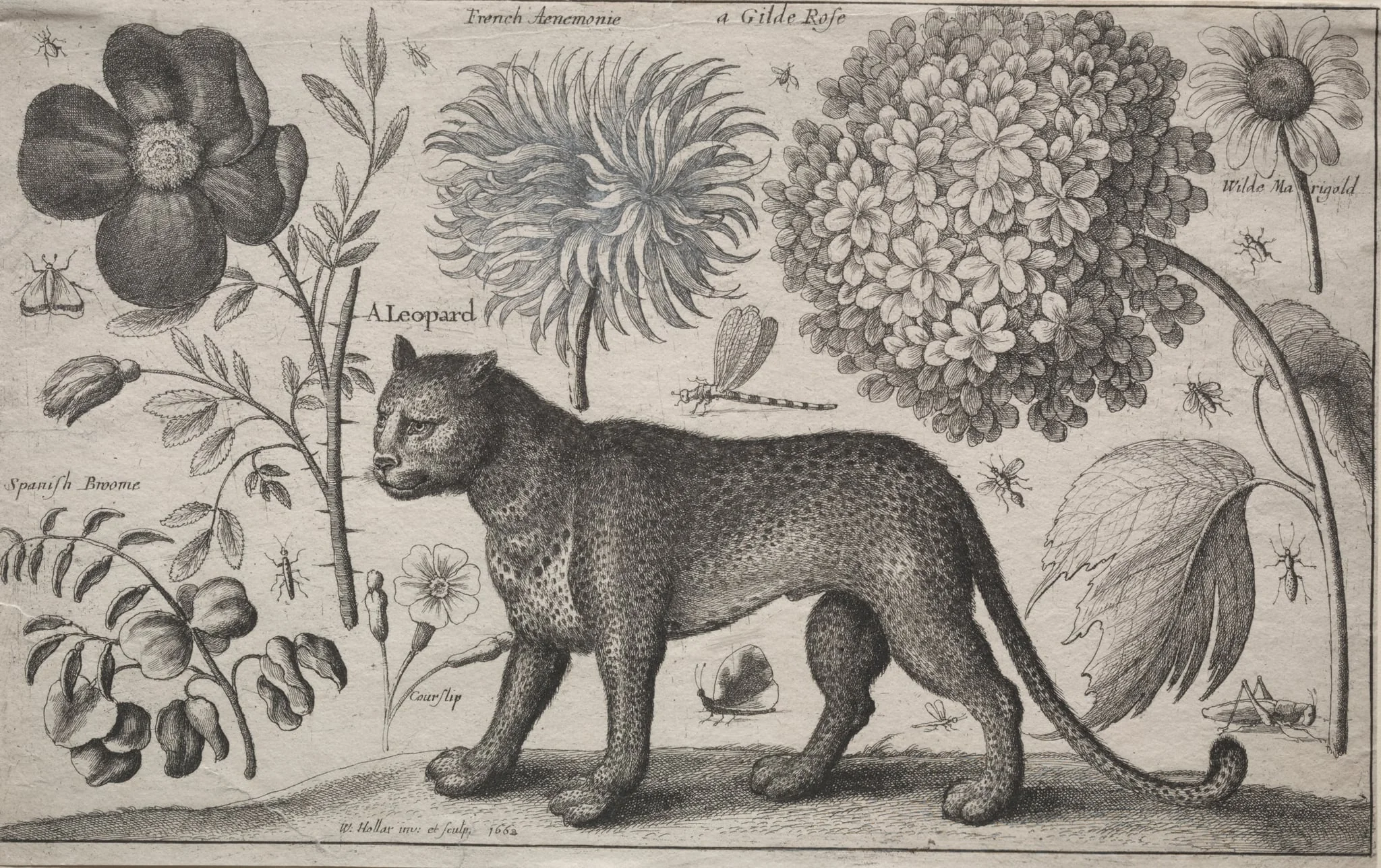 Animals and Plants:  Leopard with Plants and Insects, by Wenceslaus Hollar, 1662