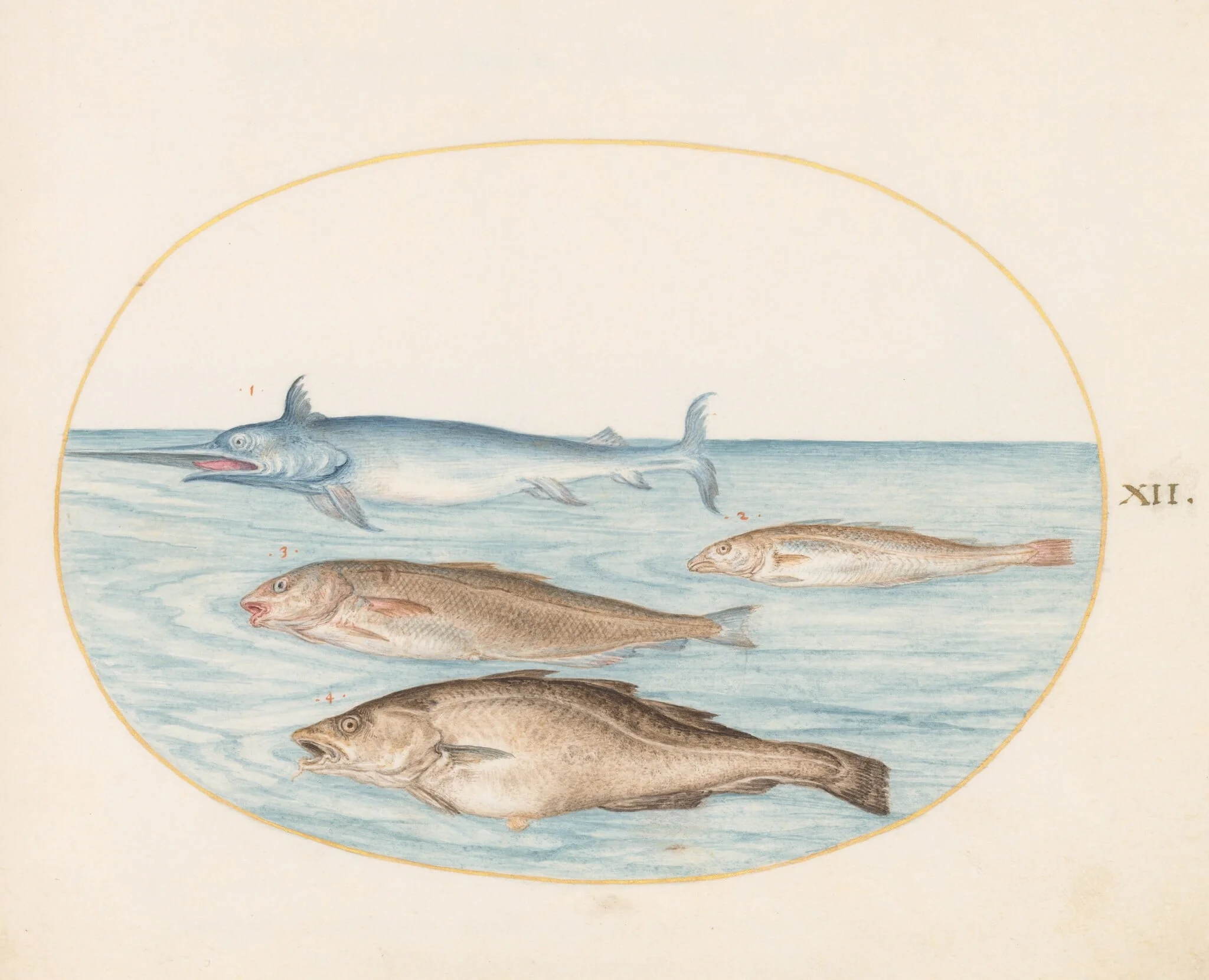 Plate 12: A Swordfish and Three Other Fish, by Joris Hoefnagel, gouache, 1594