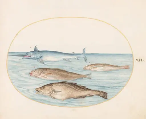 Plate 12: A Swordfish and Three Other Fish