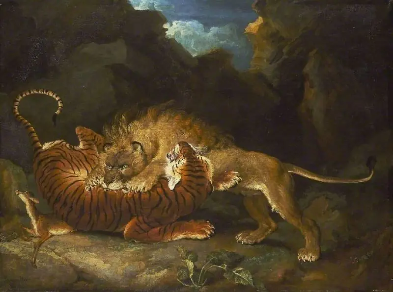 Fight between a lion and a tiger