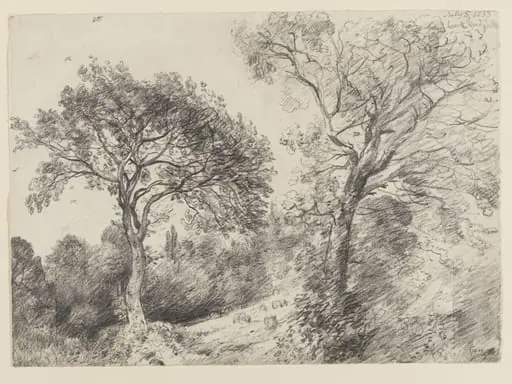 Trees in West End Fields, Hampstead