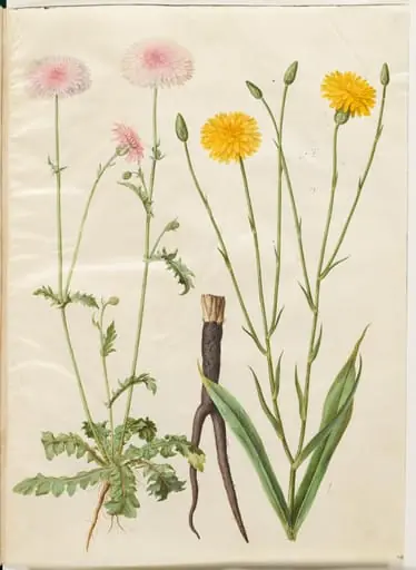 Crepis rubra (rød høgeskæg); Scorzonera hispanica (have-skorzoner)