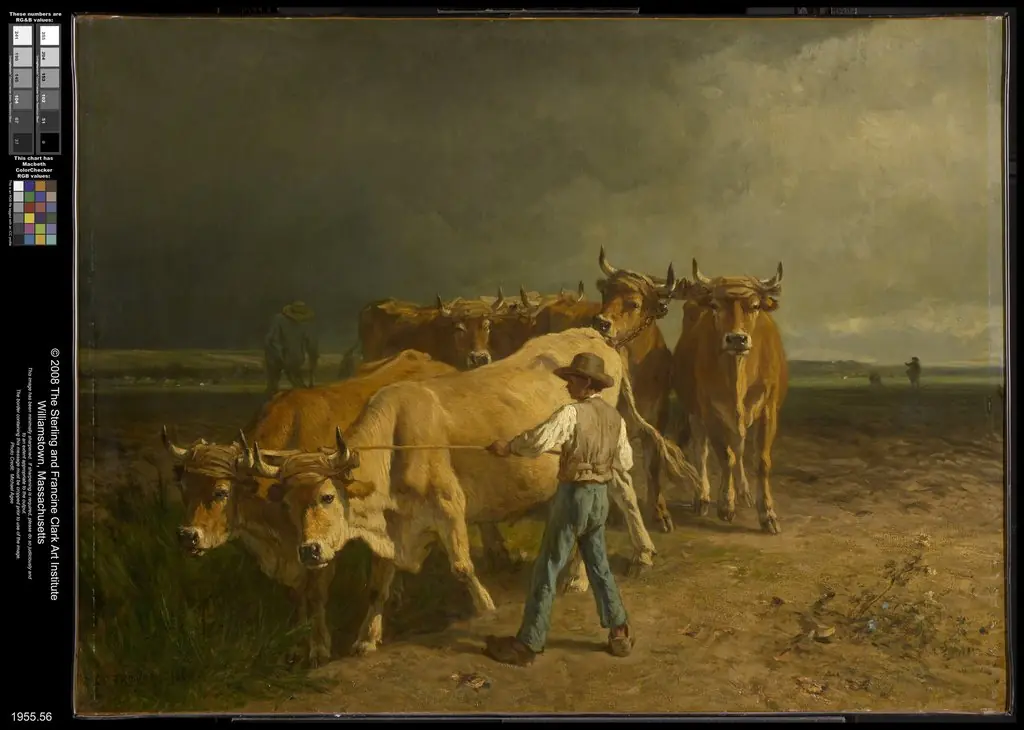 Oxen Plowing