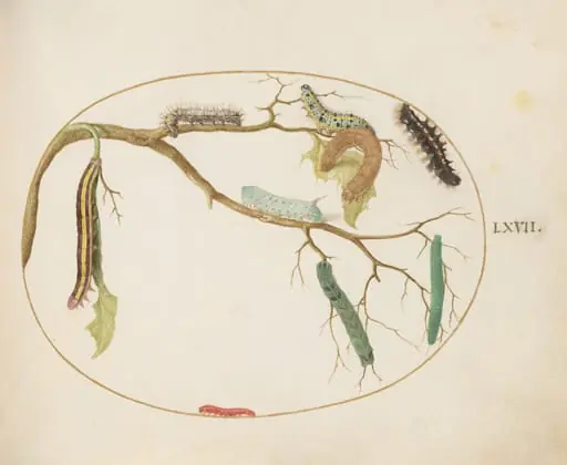 Plate 67: Large White and Small White Butterfly Caterpillars, Hornworm Caterpillar, Broom Moth Caterpillar, and Others