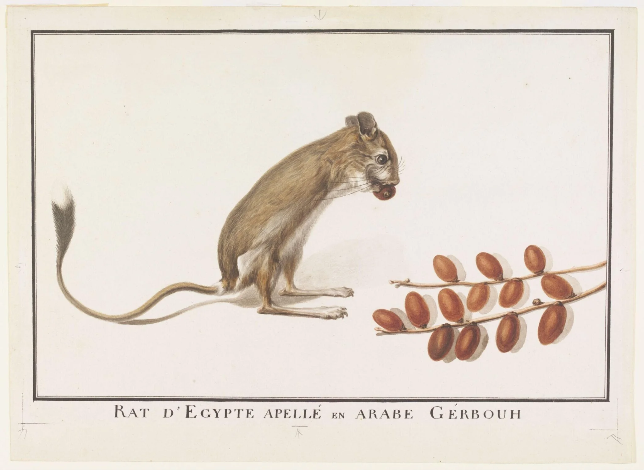 Rat dEgypte apellé en Arabe Gérbouh