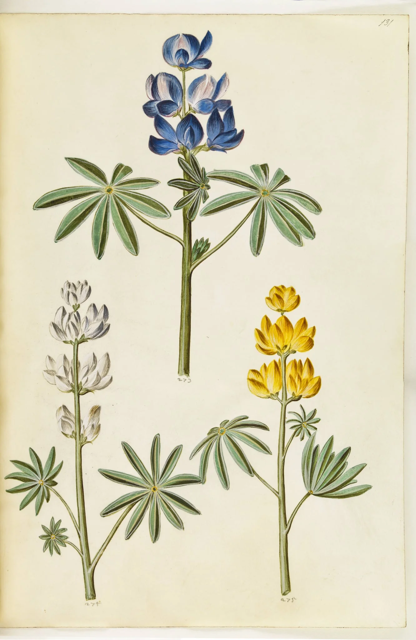 Lupinus pilosus (blå lupin); Lupinus albus (hvid lupin); Lupinus luteus (gul lupin), by Unknown, unspecified, 1650