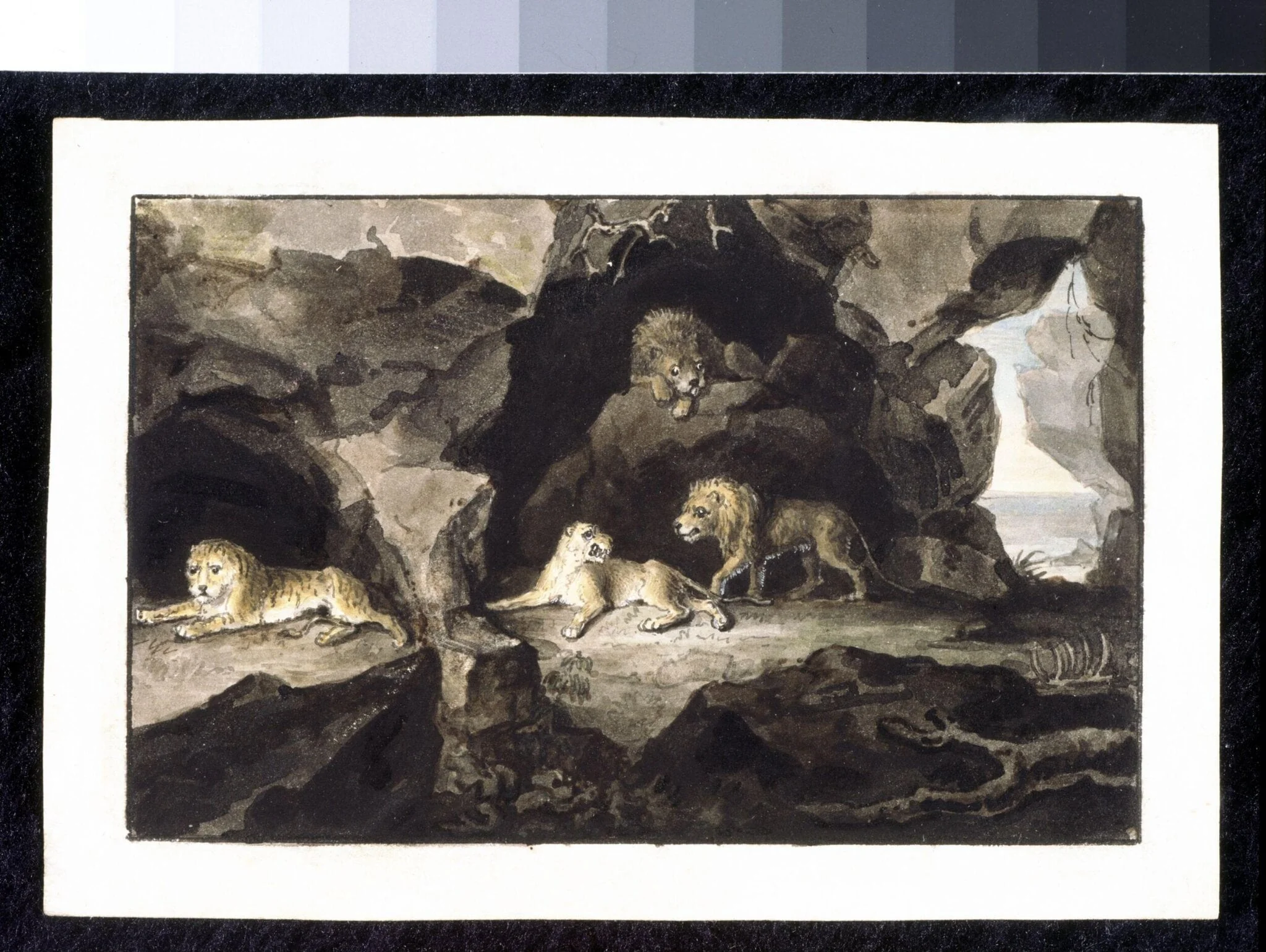 Lions and Lionesses