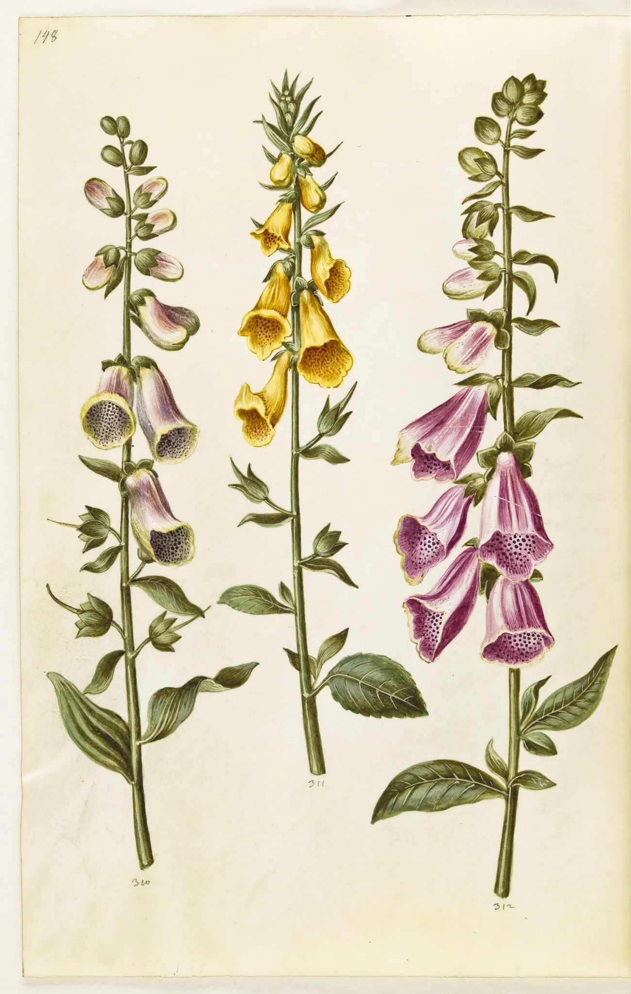 Digitalis purpurea (almindelig fingerbøl); Digitalis grandiflora (storblomstret fingerbøl), by Unknown, unspecified, 1650