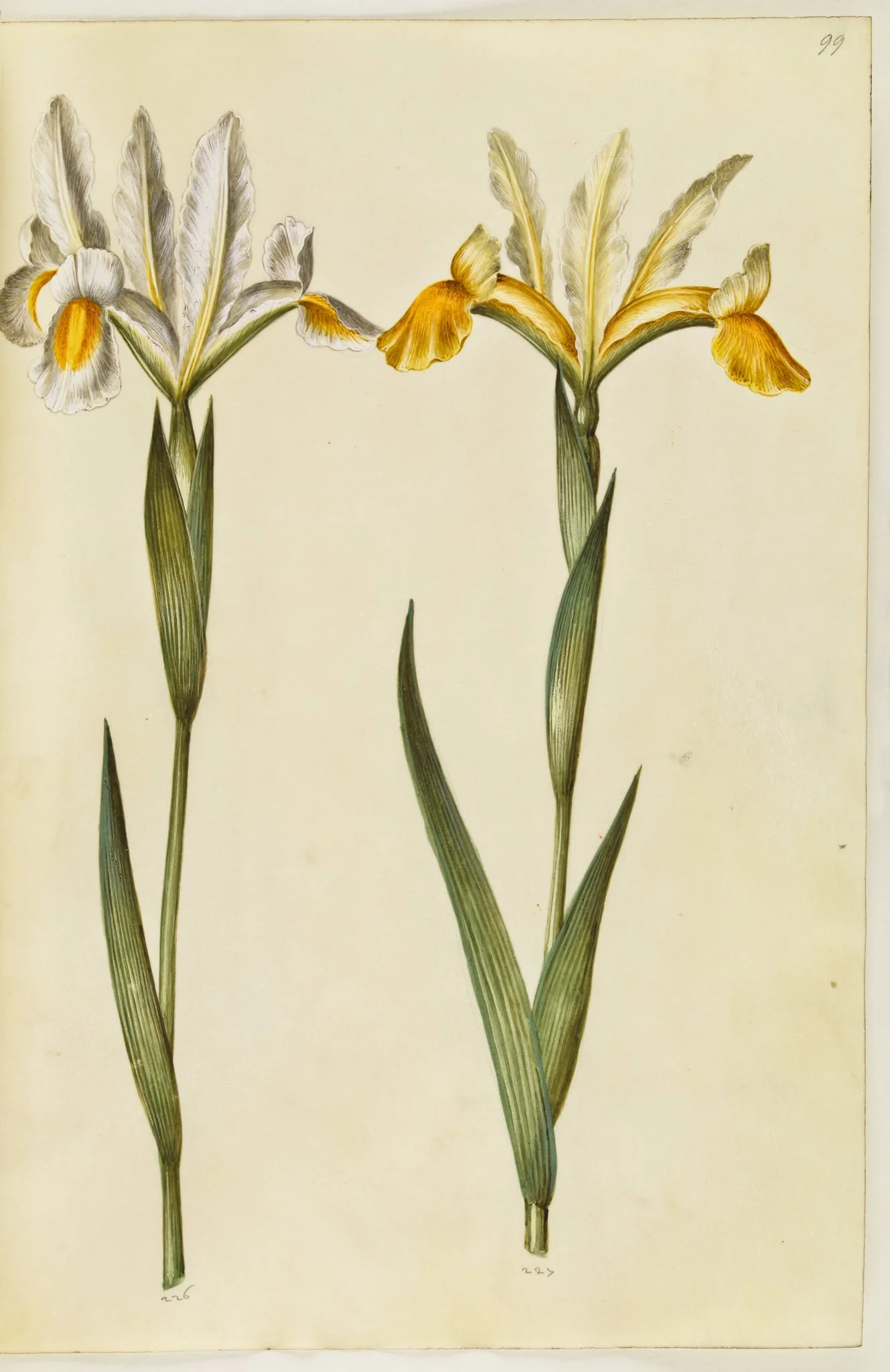 Iris xiphium, evt. Iris latifolia (?) (spansk iris eller engelsk iris), by Unknown, unspecified, 1650