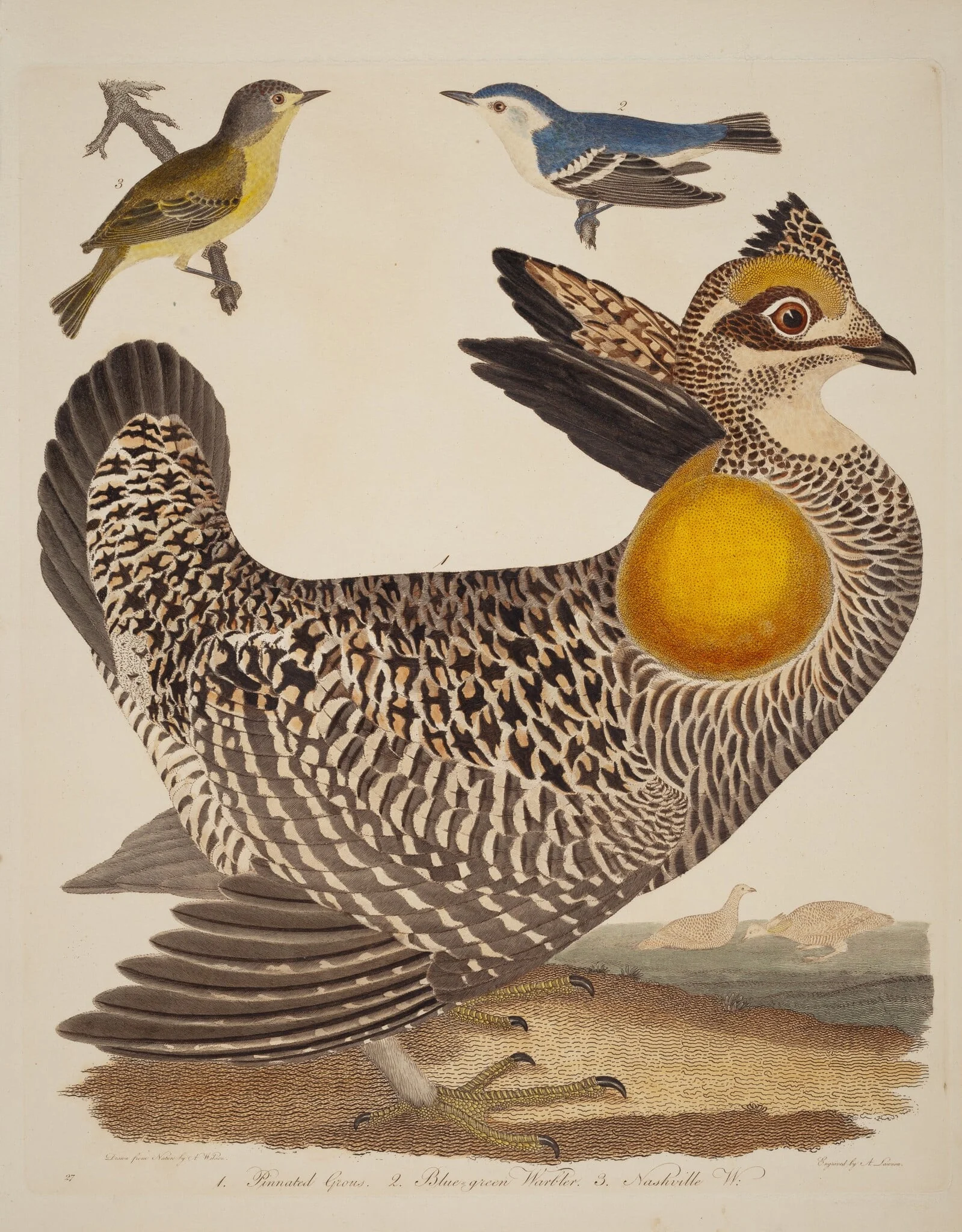 Pinnated Grous, Blue-green Warbler, and Nashville Warbler