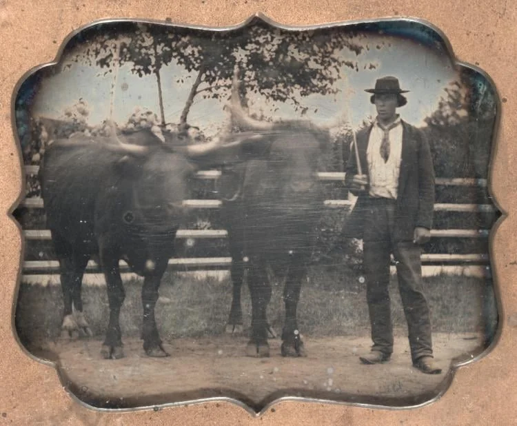 Two Oxen and Driver, by Unknown, 1854