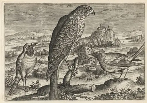 Falcon and Robin Redbreast or Redstart