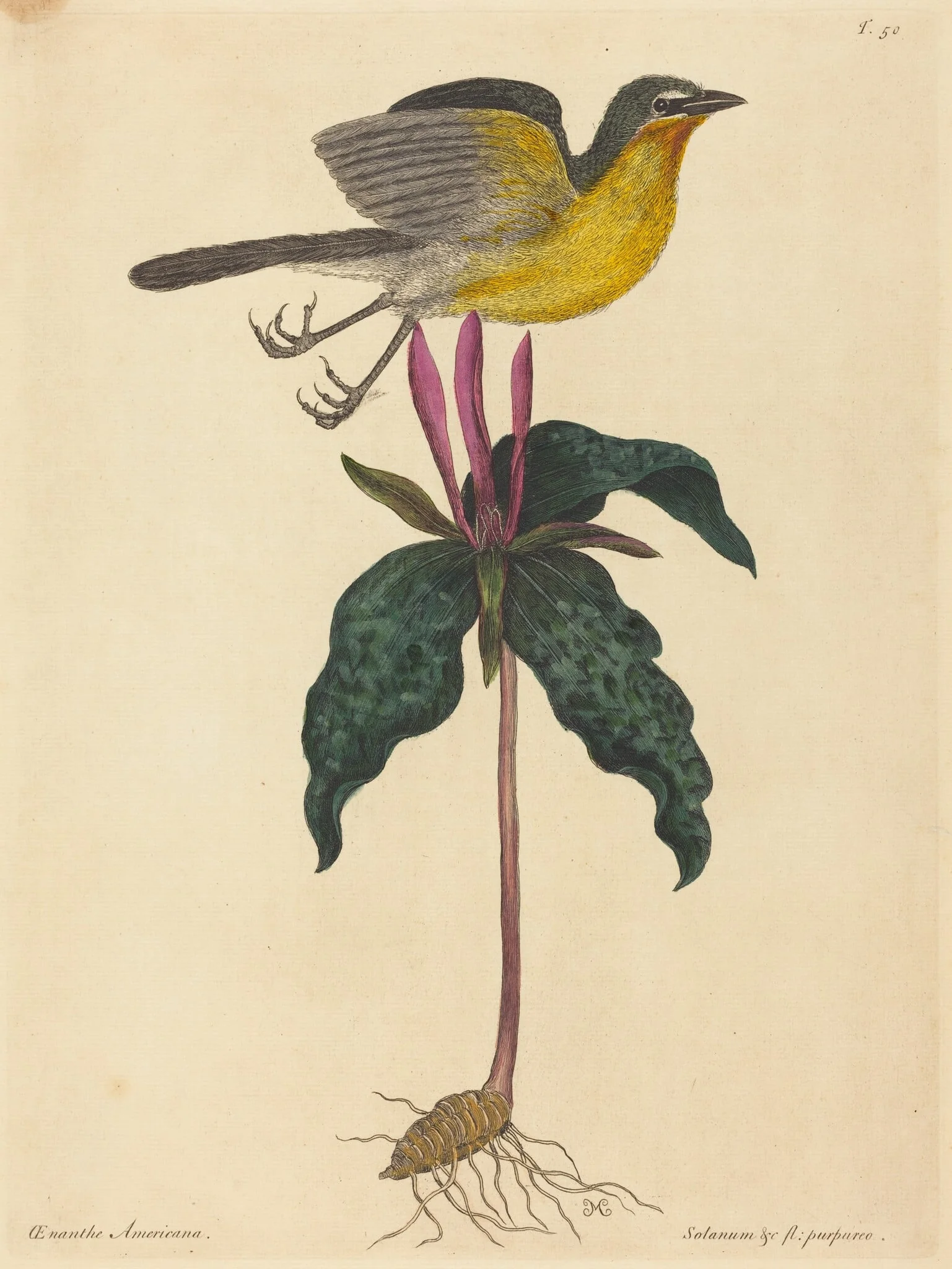 The Yellow-breasted Chat, by Mark Catesby, ink, 1754