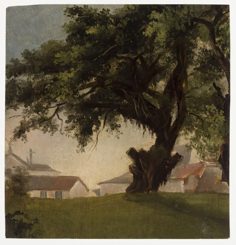 Arbres géants & Caserne