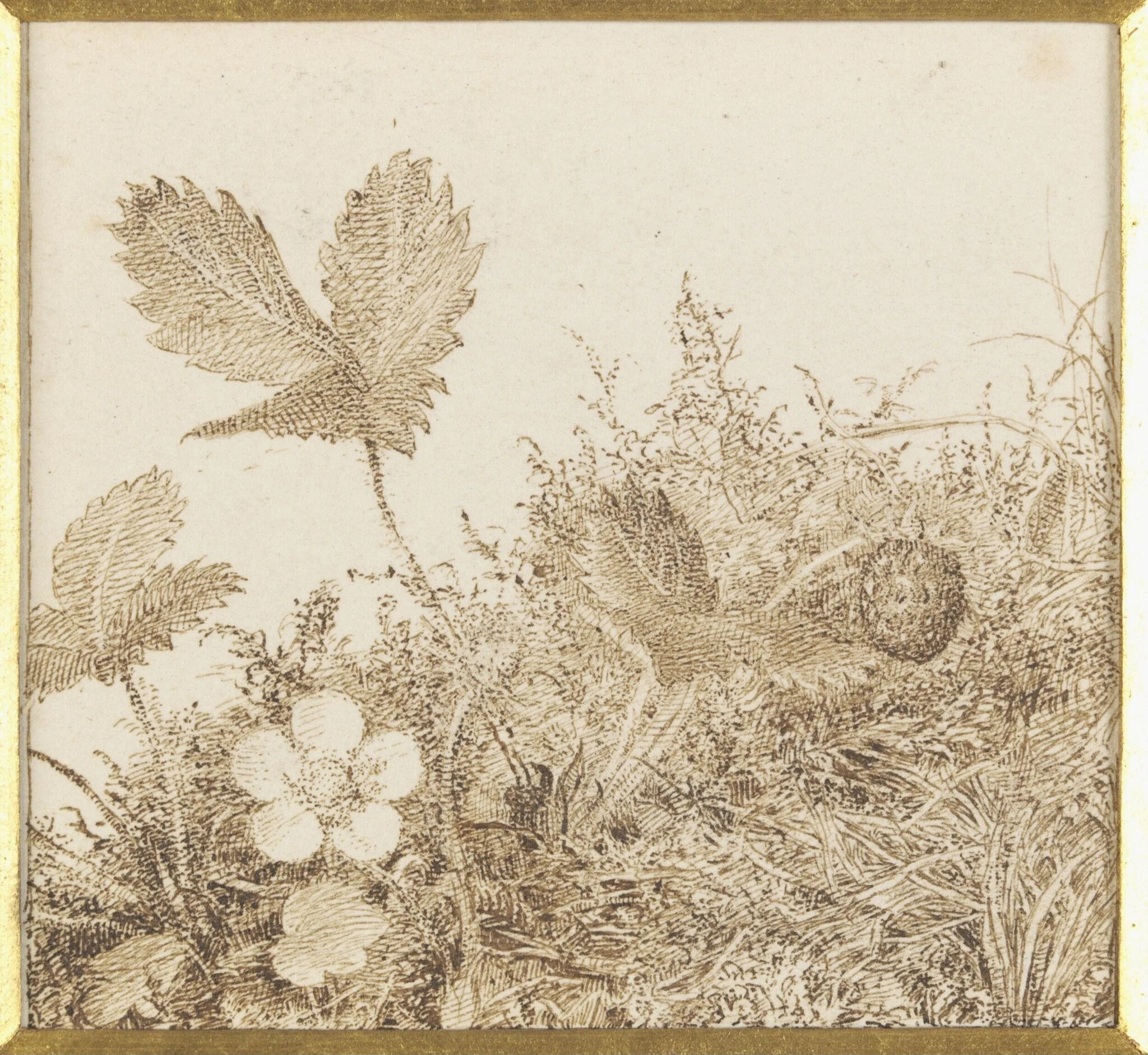 Study of a wild strawberry plant