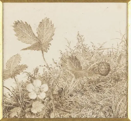 Study of a wild strawberry plant
