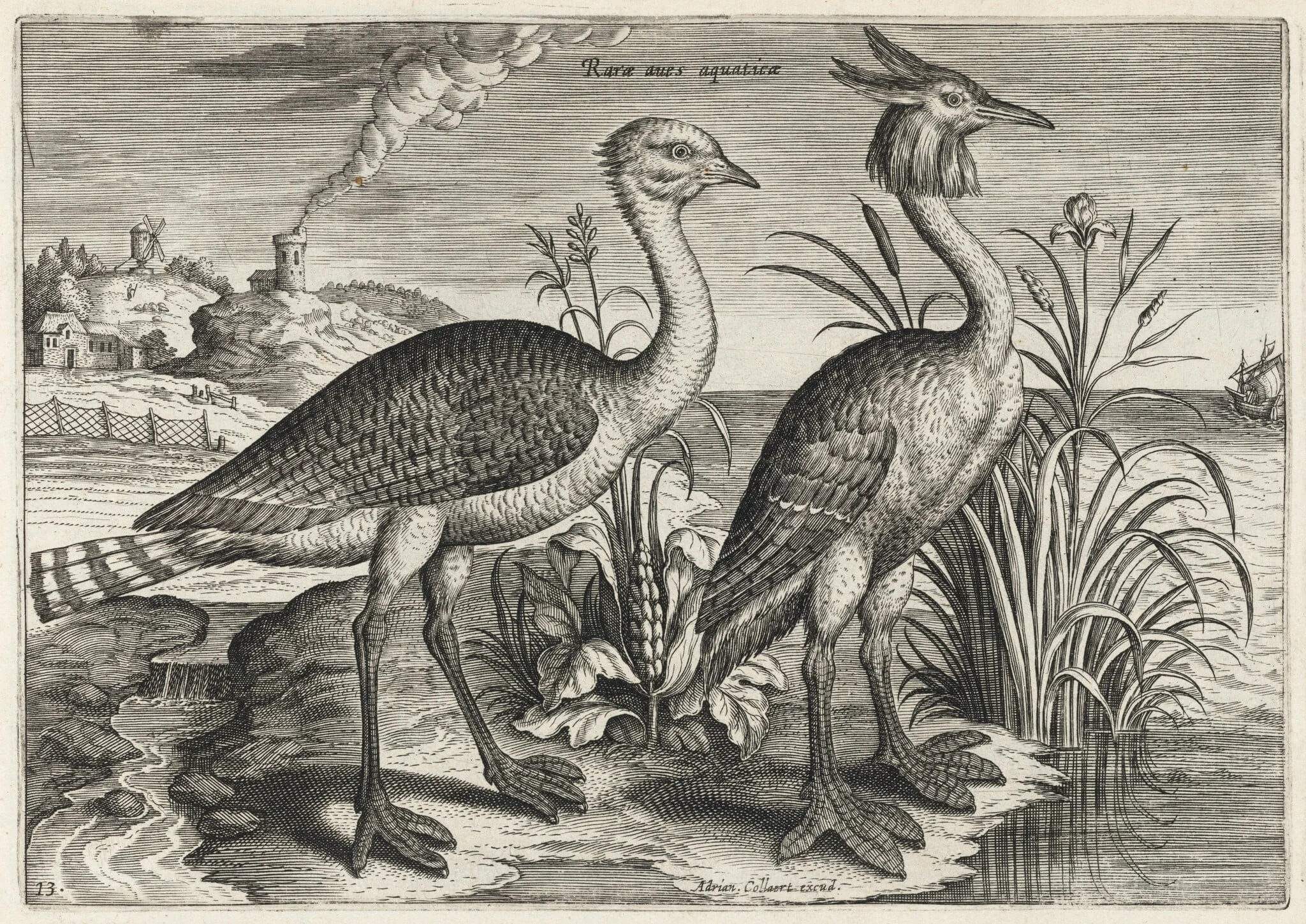 Bustard and Great Crested Grebe, by Adriaen Collaert, ink, 1600
