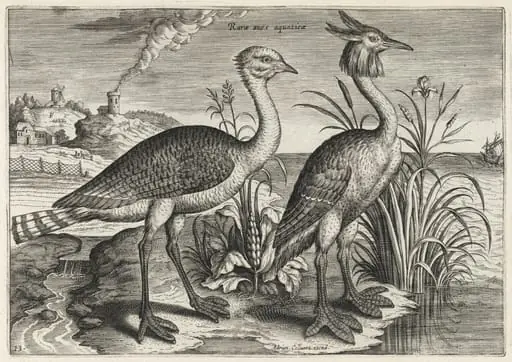 Bustard and Great Crested Grebe