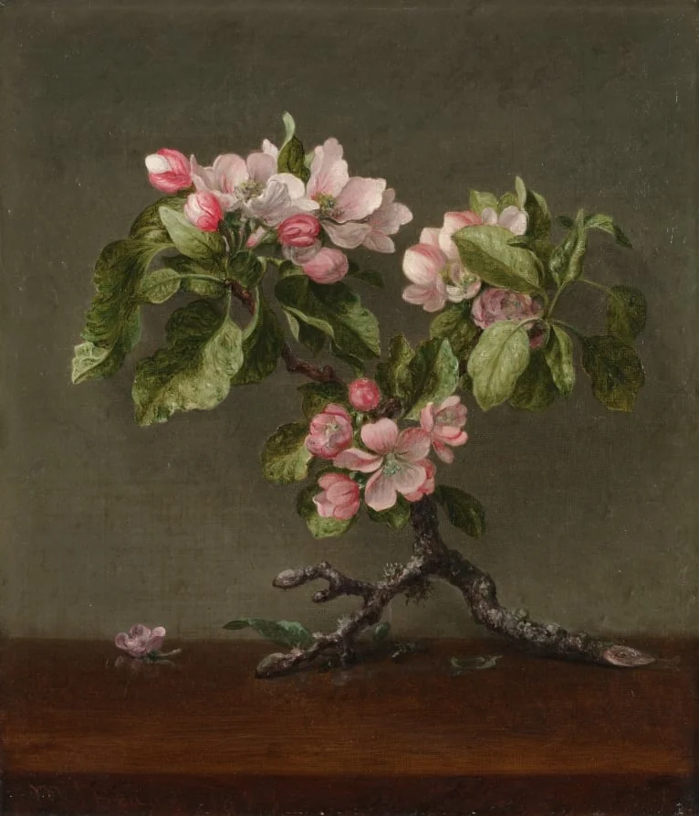 Apple Blossoms, by Martin Johnson Heade, unspecified, 1873