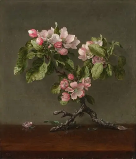 Apple Blossoms