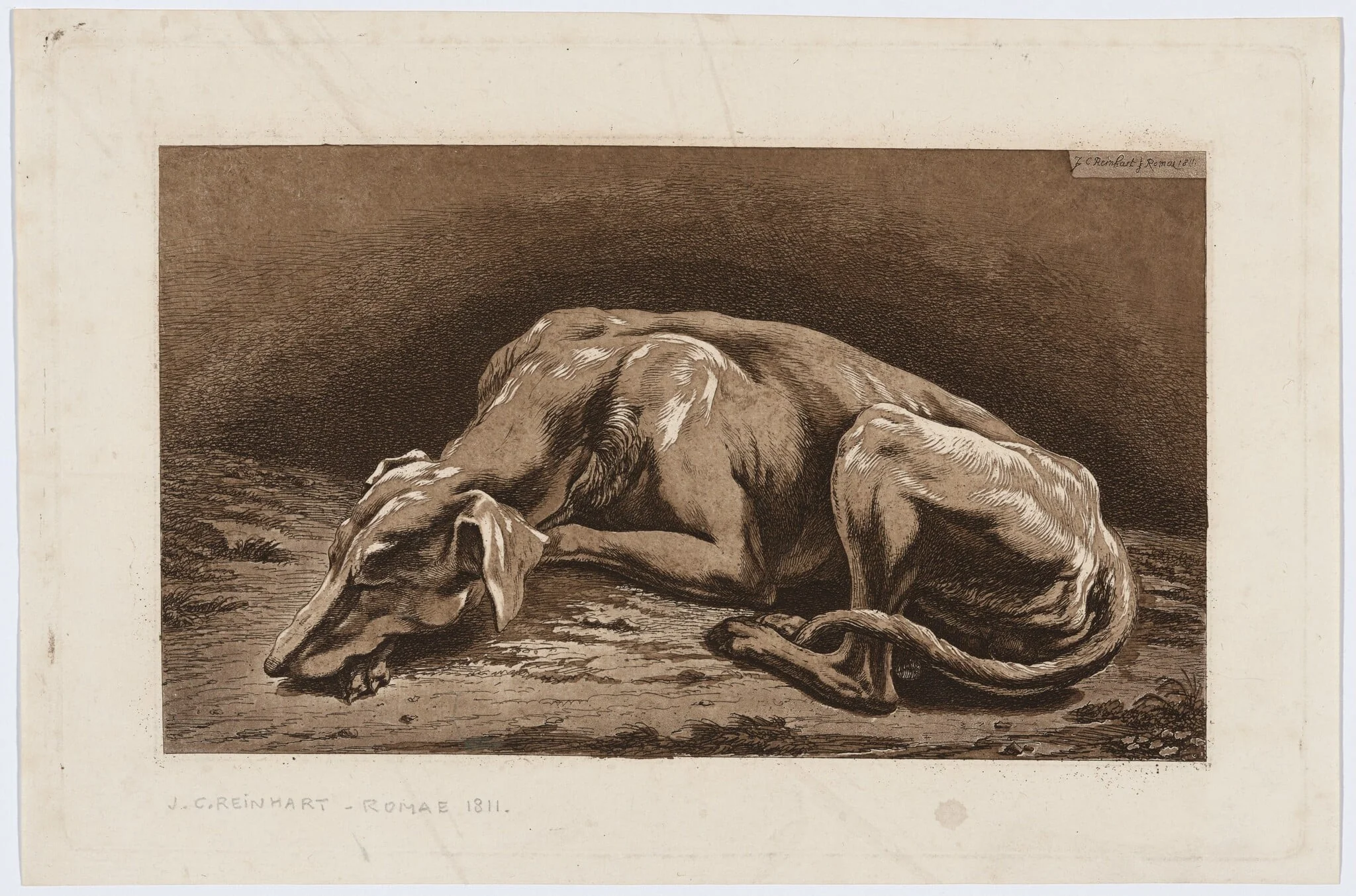Sleeping Greyhound, by Johann Christian Reinhart, ink, 1811
