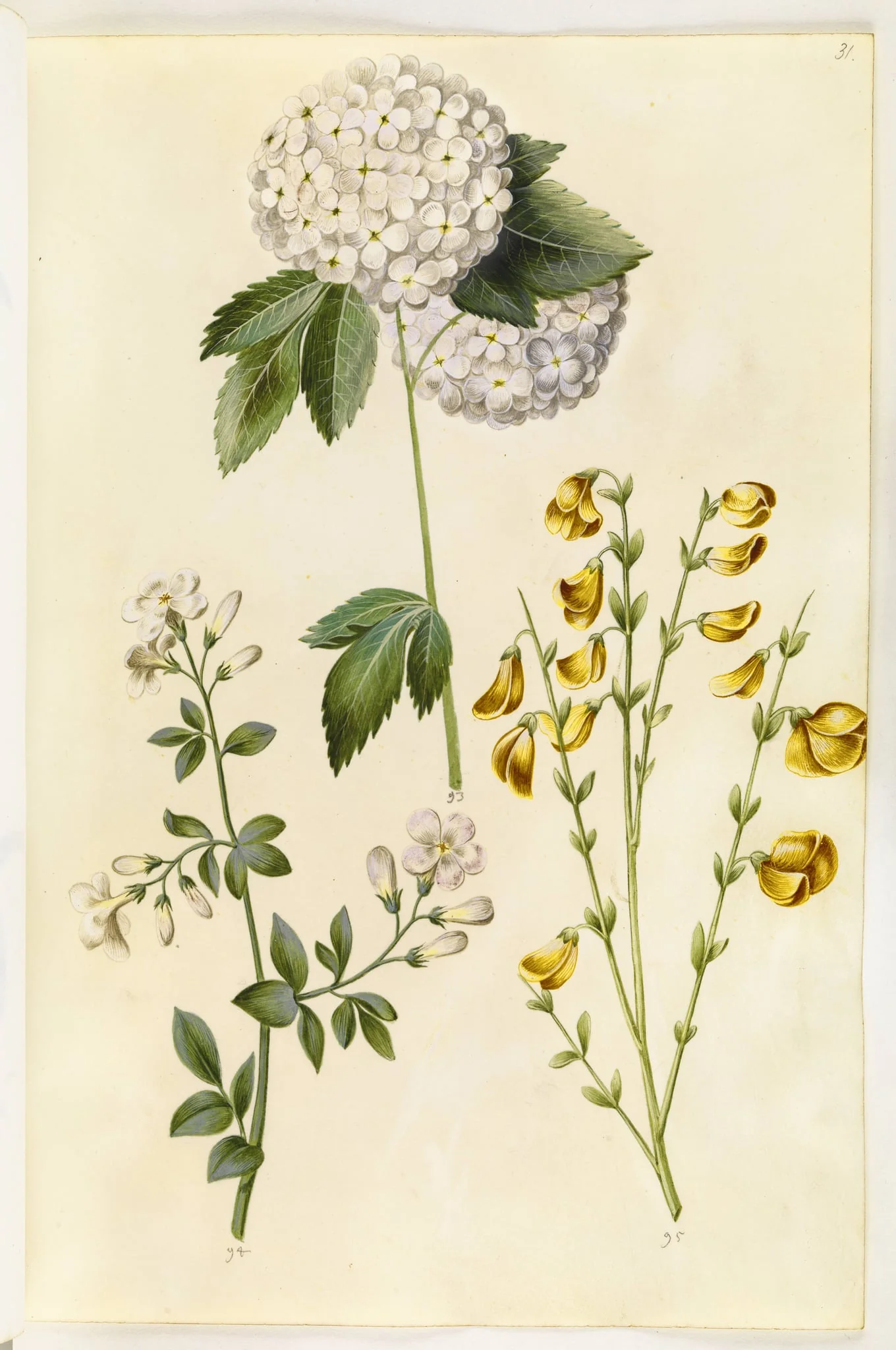 Viburnum opulus (almindelig snebolle); Jasminum officinale (læge-jasmin); Cytisus scoparius (almindelig gyvel), by Unknown, unspecified, 1650