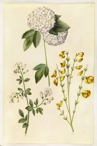 Viburnum opulus (almindelig snebolle); Jasminum officinale (læge-jasmin); Cytisus scoparius (almindelig gyvel)