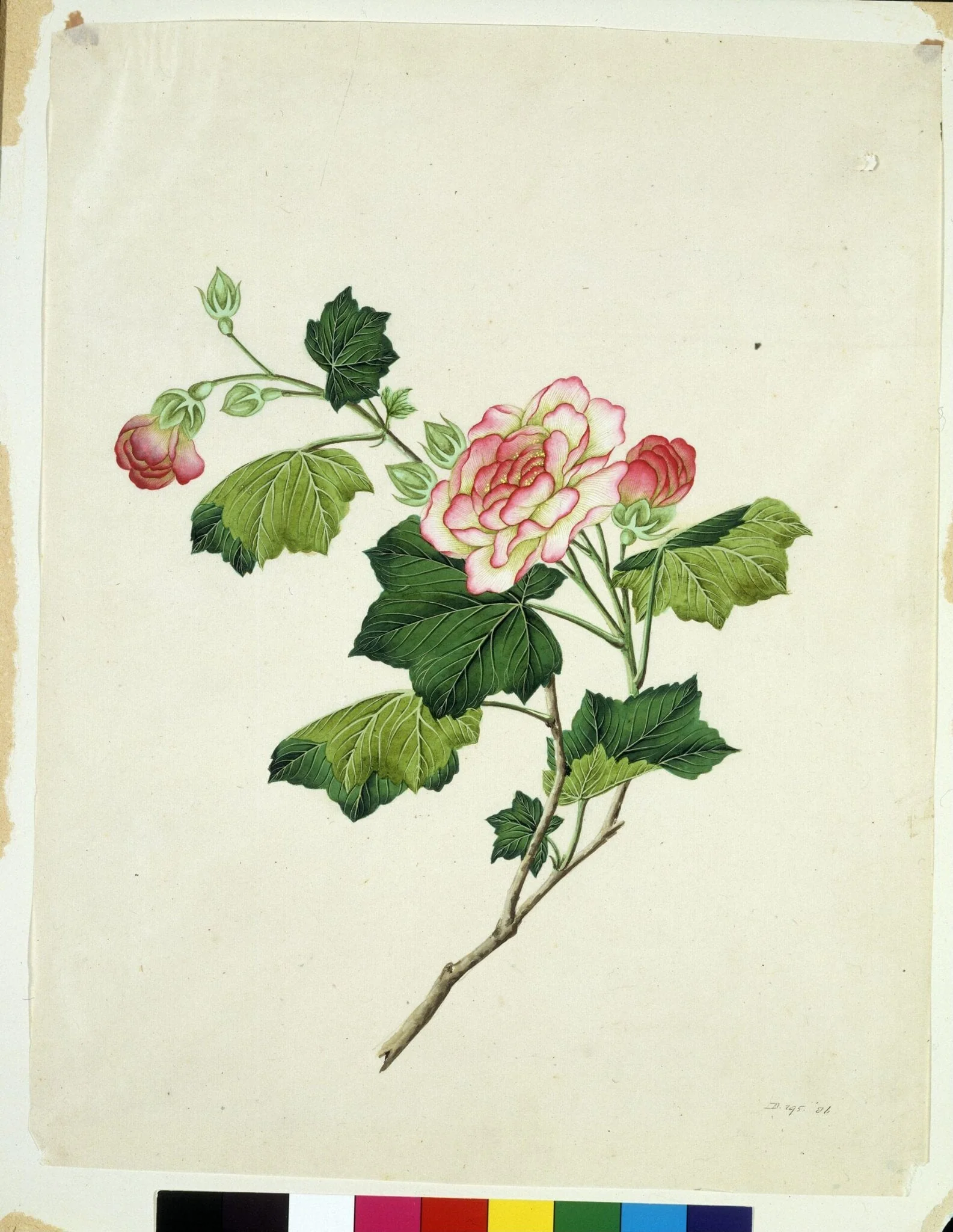 Chinese mallow, by Unknown, paint, 1800