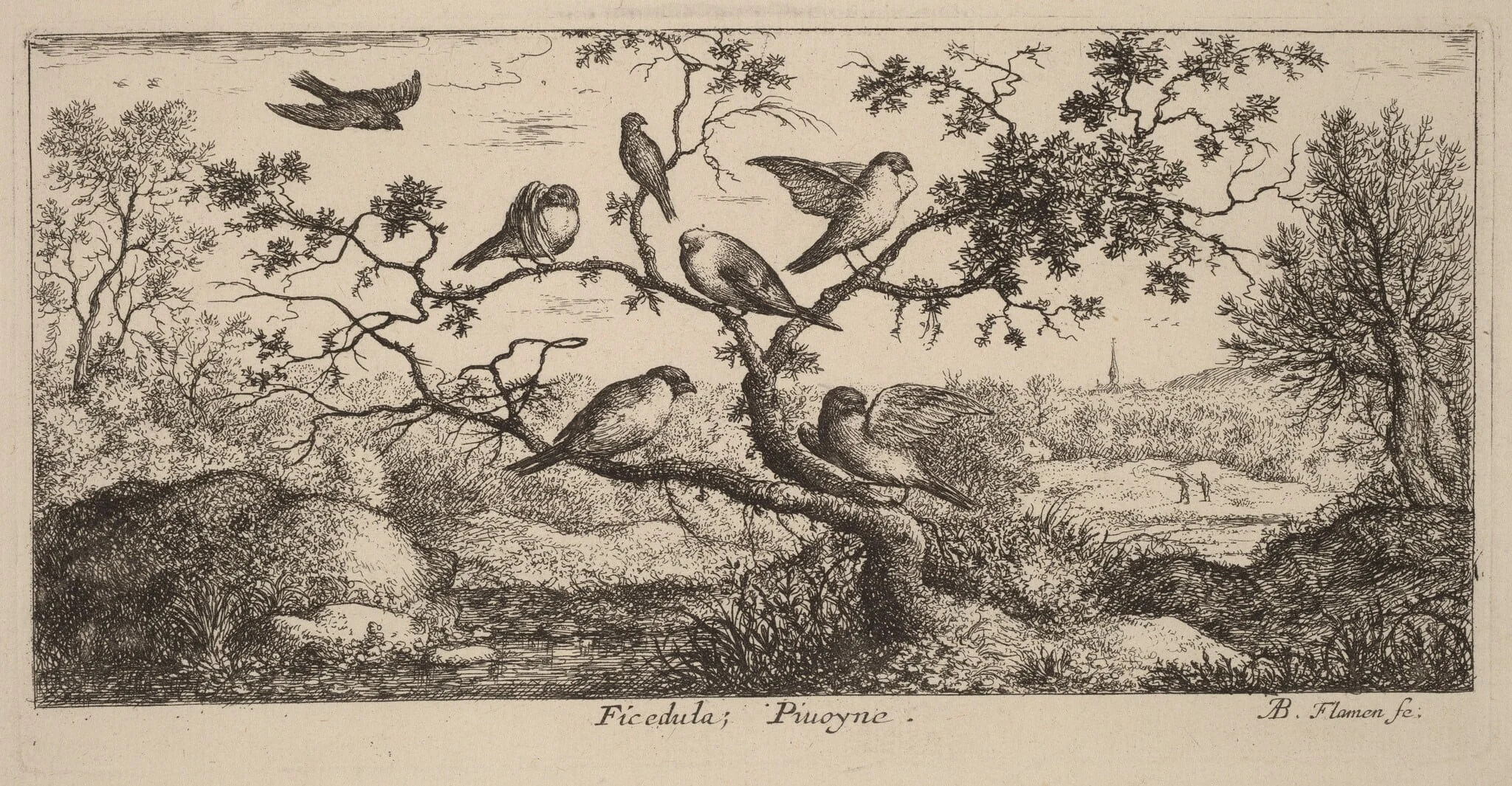 Ficedula, The Bullfinch, by Albert Flamen, ink, 1644
