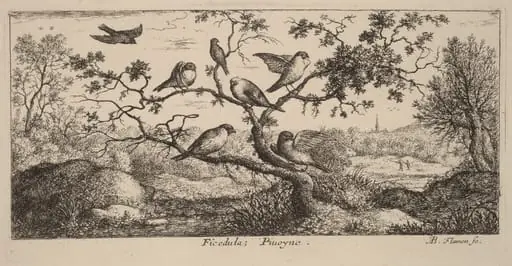 Ficedula, The Bullfinch