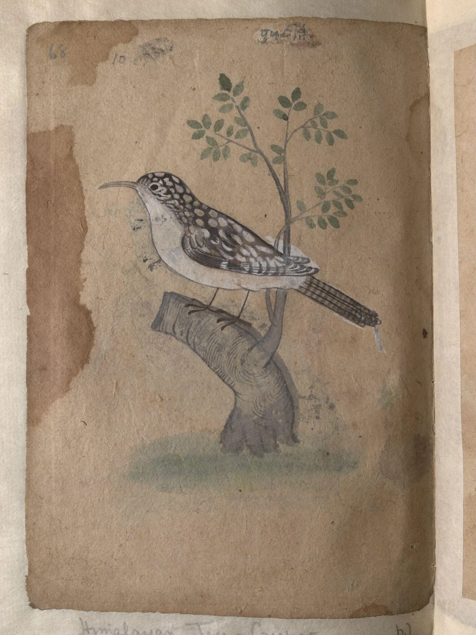 Depictions of a Common Indian myna and a Himalayan tree-creeper of Northern India