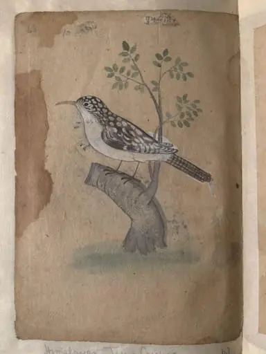 Depictions of a Common Indian myna and a Himalayan tree-creeper of Northern India
