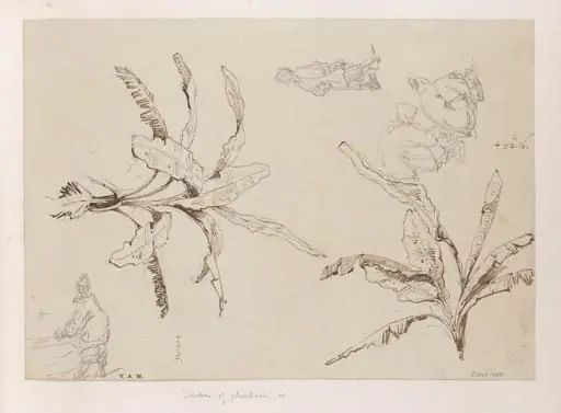 Two drawings of plantain plants, with sketches of boatwomen