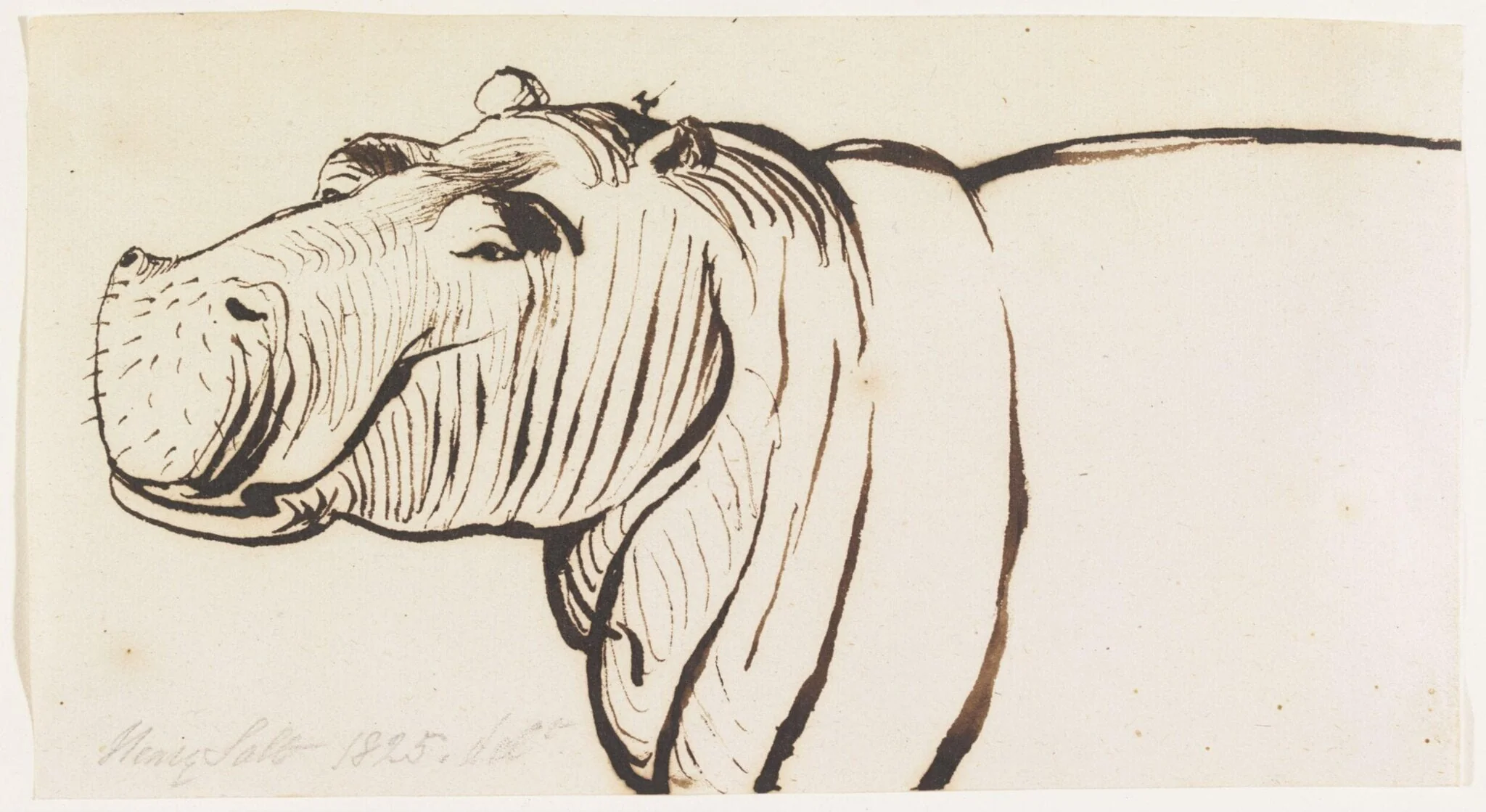 Studies of a Hippopotamus, one head and shoulders and two heads, by Henry Salt, 1825