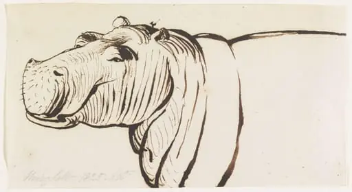 Studies of a Hippopotamus, one head and shoulders and two heads