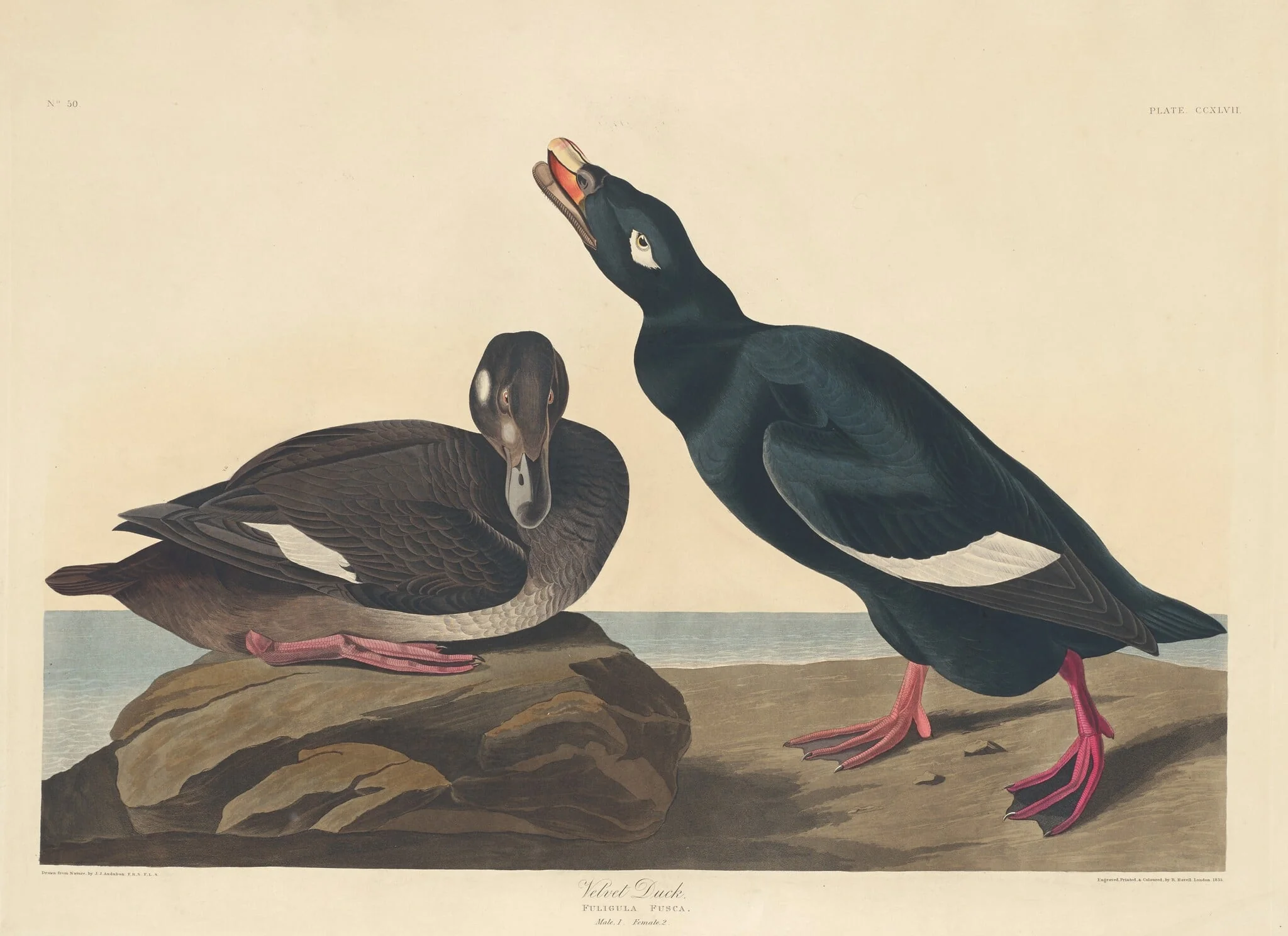 Velvet Duck, by Robert Havell Jr., ink, 1835