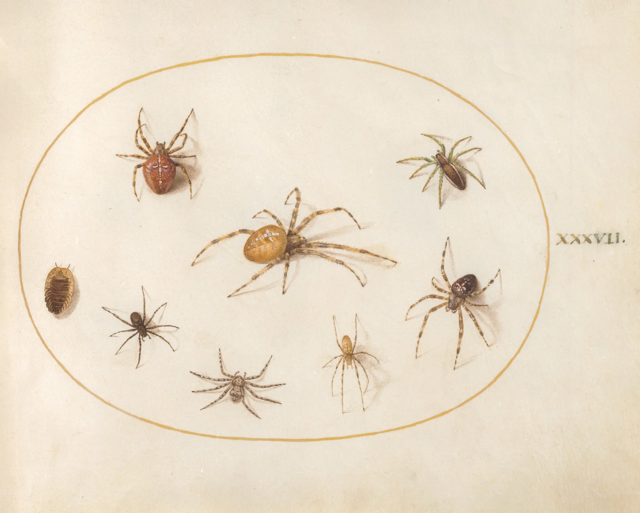 Plate 37: Seven Spiders and an Insect, by Joris Hoefnagel, gouache, 1594