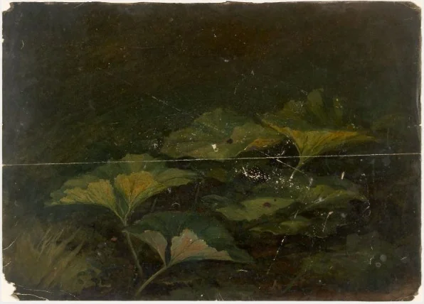 Plants