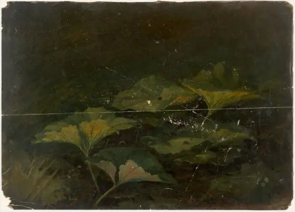 Plants