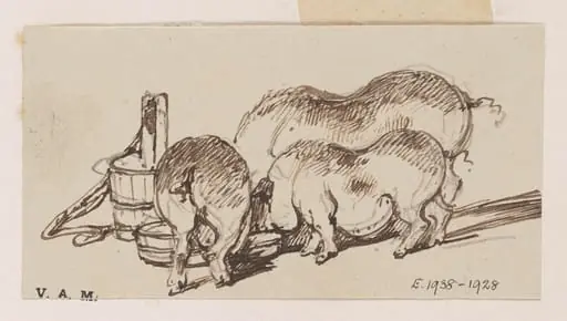 Three pigs at a trough
