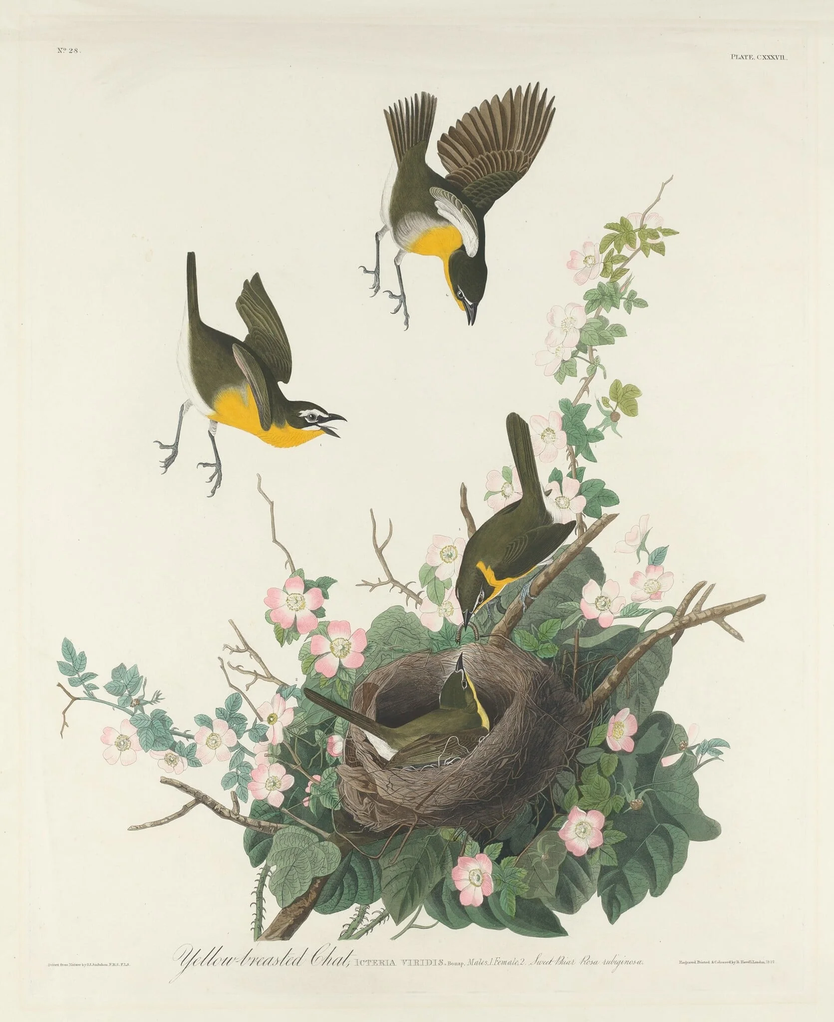 Yellow-breasted Chat, by Robert Havell Jr., ink, 1832