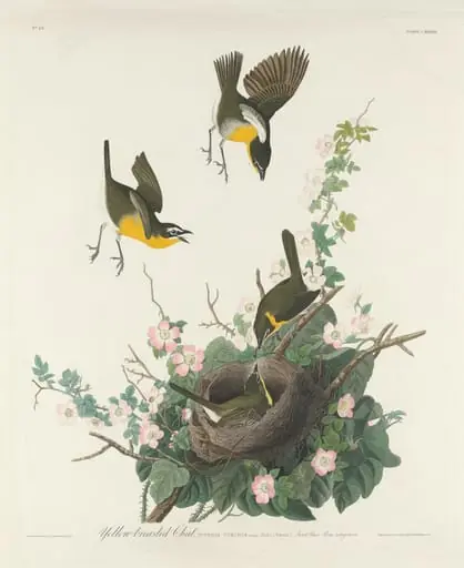 Yellow-breasted Chat