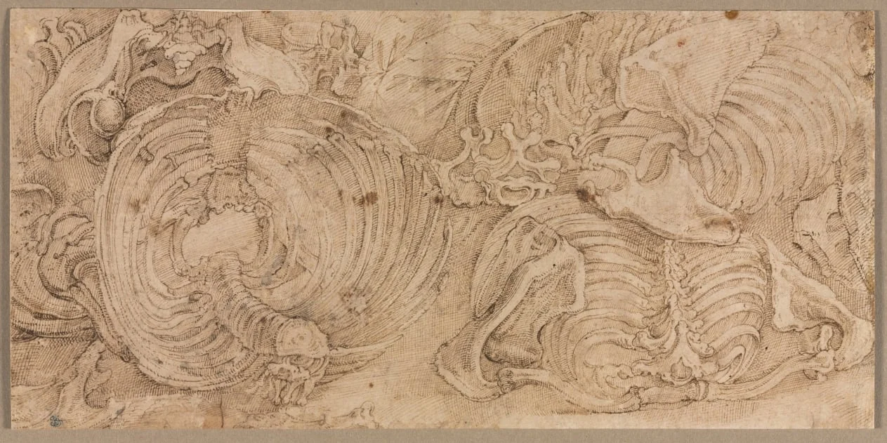 Rib Cages, by Battista Franco Veneziano, 1544